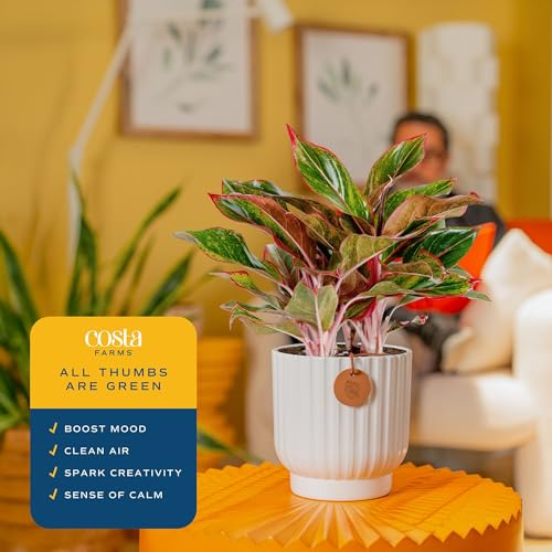 Image of Costa Farms Chinese Evergreen, Easy to Grow Live Indoor Plant Aglaonema, Potted Houseplant in Cute Decor Pot, Everyday Gift for Mom, Wife, Daughter, Son Room Decor, 1 Foot Tall