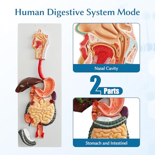 Image of JNMFTD Human Digestive System Anatomy Model,Life Size 2 part Removable Stomach Nasal cavity Pharynx Liver Stomach Rectum Intestine with Product Manual Card Labeled Numbered for Medical Education Study