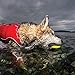 PetSafe Kurgo Apportierspielzeug für Hunde - Fördert das Spielen im Wasser und Bewegung - Langlebiges Schwimmspielzeug - Leuchtende Farben - Schwimmende Apportiersteine - Ungiftig - 3er-Pack