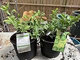 2-3 Year Old (2-3 Ft) Key Lime Tree