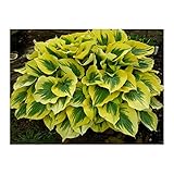 Liberty Hosta - Quart Pot Size, Ships Bare-Root