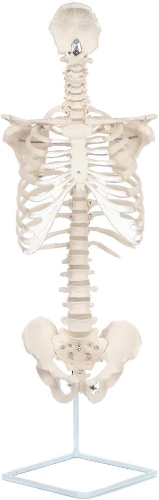 Axis Scientific Life Size Rib Cage Anatomy Model with Vertebral Column and Pelvis, Cast from Real Human Bones, Includes Full Color Study Guide and Stand