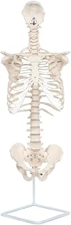 Axis Scientific Life Size Rib Cage Anatomy Model with Vertebral Column and Pelvis, Cast from Real Human Bones, Includes Full Color Study Guide and Stand