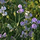 semillas de arveja, guisante olor, cortadas para invitados resistentes al aire libre perennes resistentes para lugares soleados 300pcs