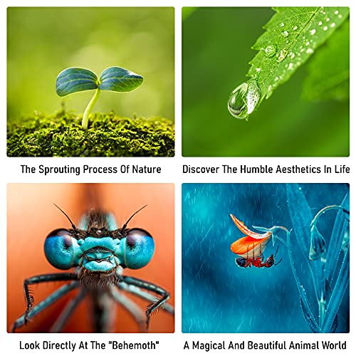 VILTROX DG-C Autofocus AF Macro lens Extension Tube Ring Adapter voor Canon EF/EF-S lens naar 7D 6D Mark II 5D Mark IV… - Afbeelding 5