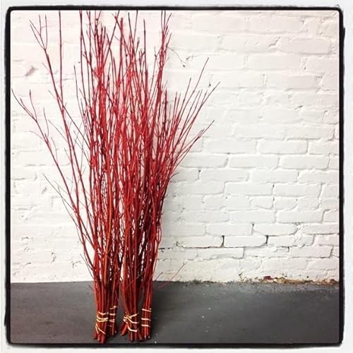 Red Dogwood Branches – Stems, 26–36" Tall – 100% Natural