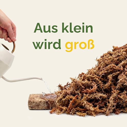 PlantMe Sphagnum Moos aus Chile, gepresst 200 g (ergibt ca. 10 L) – langfaseriges Moos für Zimmerpflanzen, Moosstäbe, Monstera, Philodendron, Alocasia, Orchideen & Karnivoren