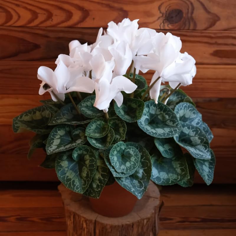 Miniatura 6 de Planta blanca de ciclamen vivo, resistente planta de interior de ciclamen para decoración de plantación, maceta de 4 pulgadas, flores ornamentales