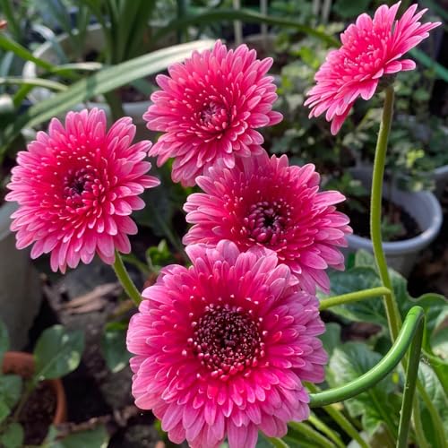 Semillas de Gerbera, Gerbera jamesonii, semillas resistentes, semillas orgánicas Semillas de gerbera perenne, regalos para los amantes del jardín semillas de cobertura del suelo 800pcs