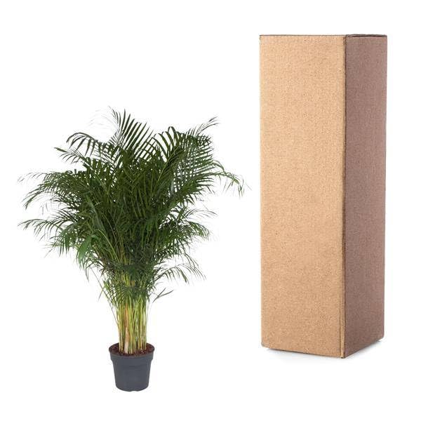 Dypsis Lutescens - 200 cm - Ø 34