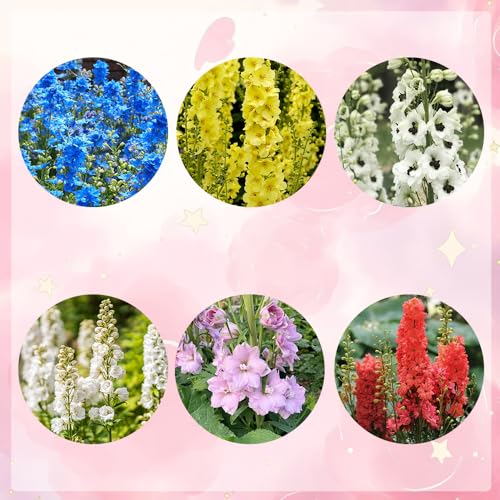 semi di delphinium esterni 150pcs