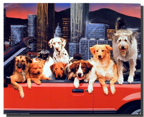 Funny Dogs Wall Decor Animal Picture Kids Room Art Print Poster (16x20)