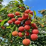 5 piezas Semillas lichi de jardín resistentes al exterior, columnares semillas interior