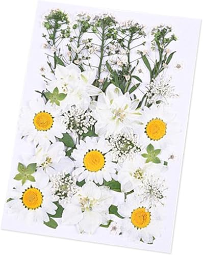 Flores secas prensadas para decoración miniatura 7