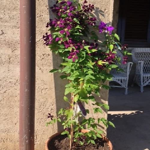 Caprifoglio American Beauty - Pianta Rampicante Adulta In Vaso Da 1,5L Per Muri, Recinzioni E Balconi | Fioritura Estiva - Foto 9