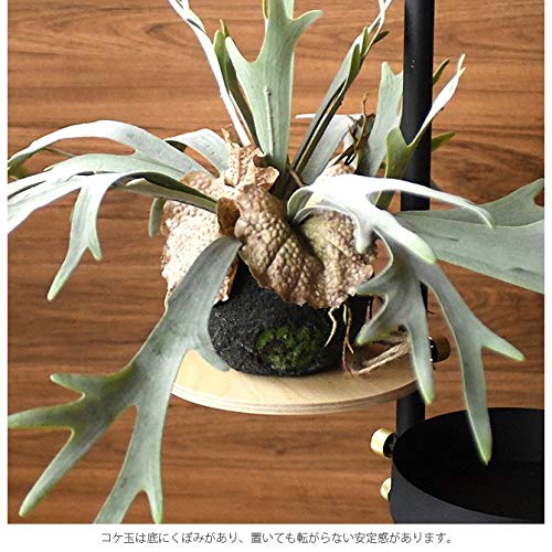 Amazon | Brown. ブラウン フェイクグリーン ビカクシダ ハンギング