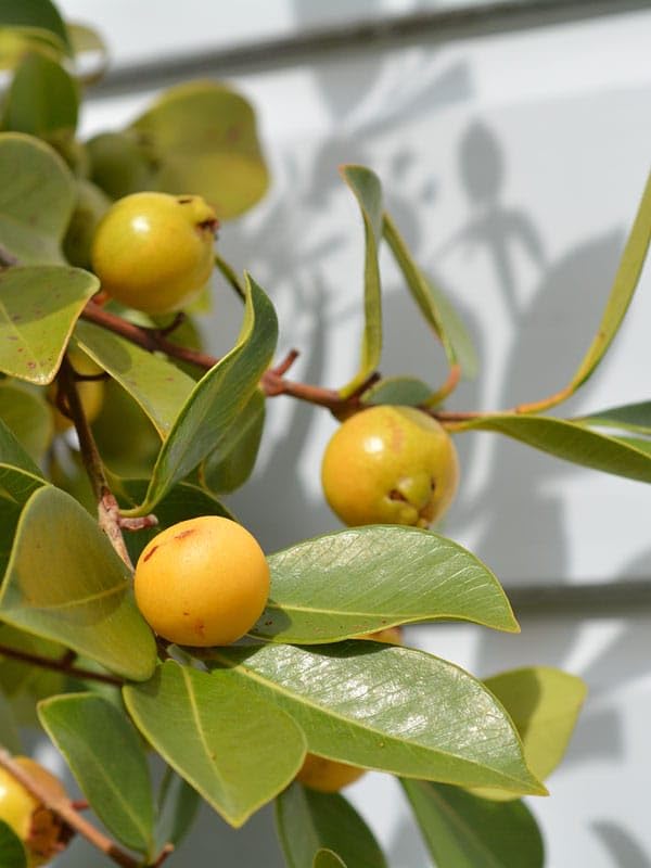 Image of GreenWorld Rare Very Cute Tropical Thai Yellow Strawberry Guava /Lemon Guava Fruit Plant,(GRAFTED) Healthy Live Plant,''Fruit After 1 Year''