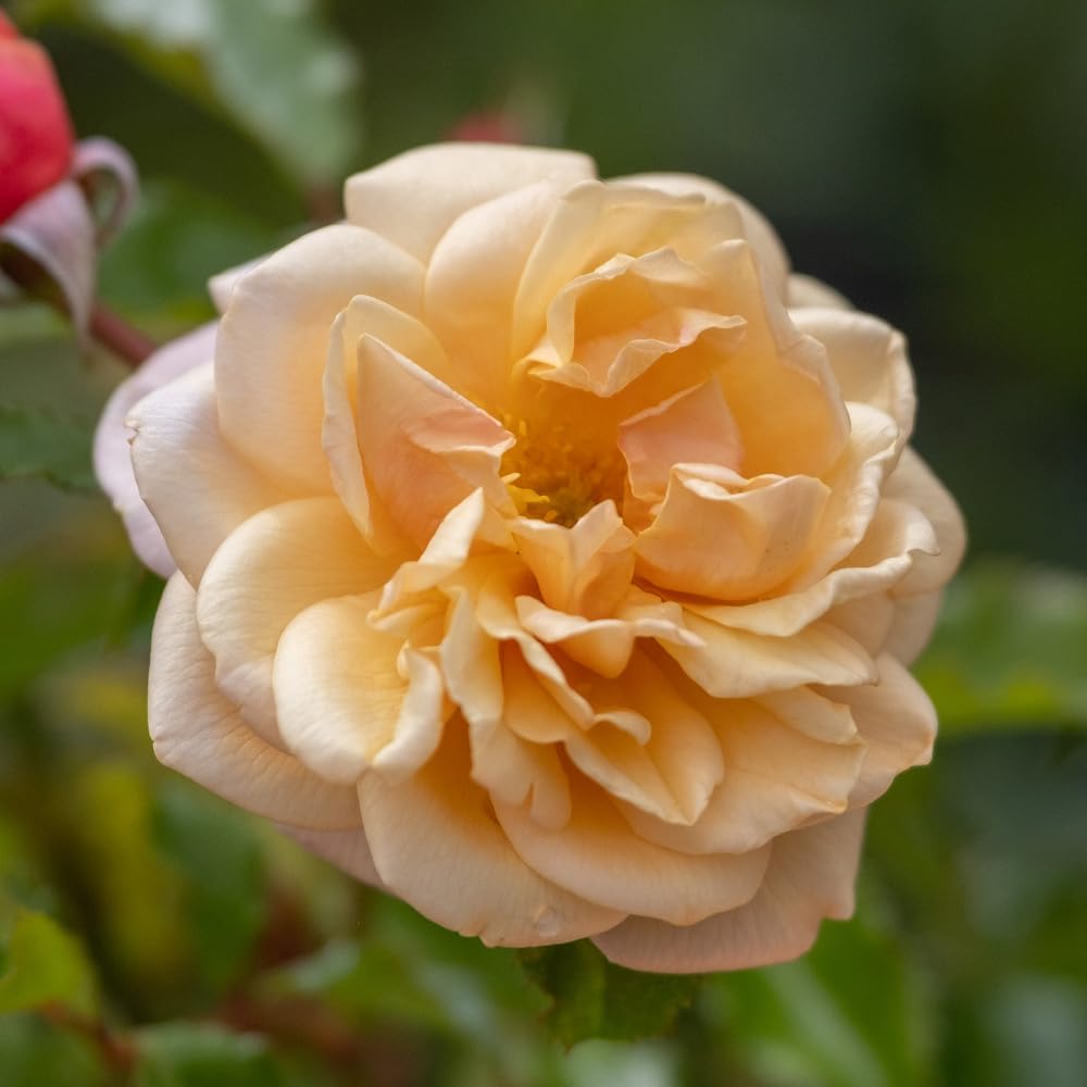 Yougarden Red, Yellow, Pink Harkness Roses Susie Climbing Rose ®, 4 Litre Potted, Ready To Plant