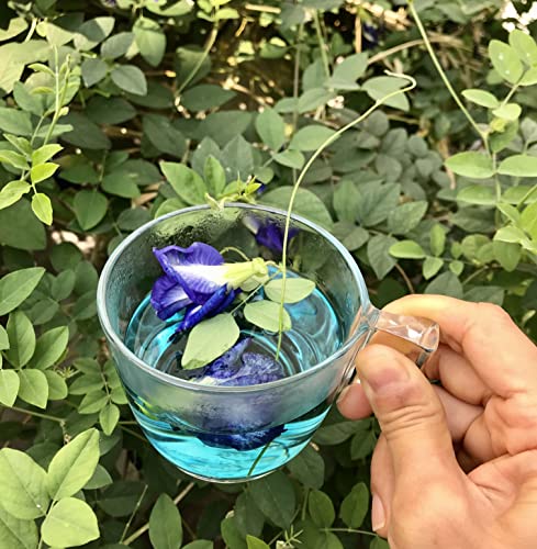 Image of Blue Aparajita Flower Plant with Pot | All Season Plants | for Home Garden (Blue Aparajita)