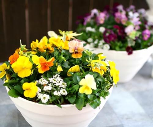 花 寄せ植え ギフト」の人気商品一覧 | 安い商品を通販サイトから探す