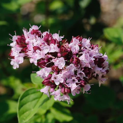 Aceite Esencial Orgánico Puro de Mejorana Dulce 5ml miniatura 2