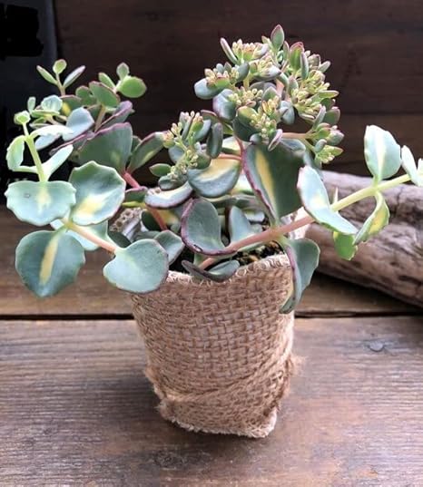 Amazon Co Jp 斑入りミセバヤ セダム 多肉植物 インテリア Diy 工具 ガーデン