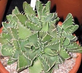 Seeds Fresh Faucaria Species Mix 10 Semi Succulent Easy Grow: Only Seeds
