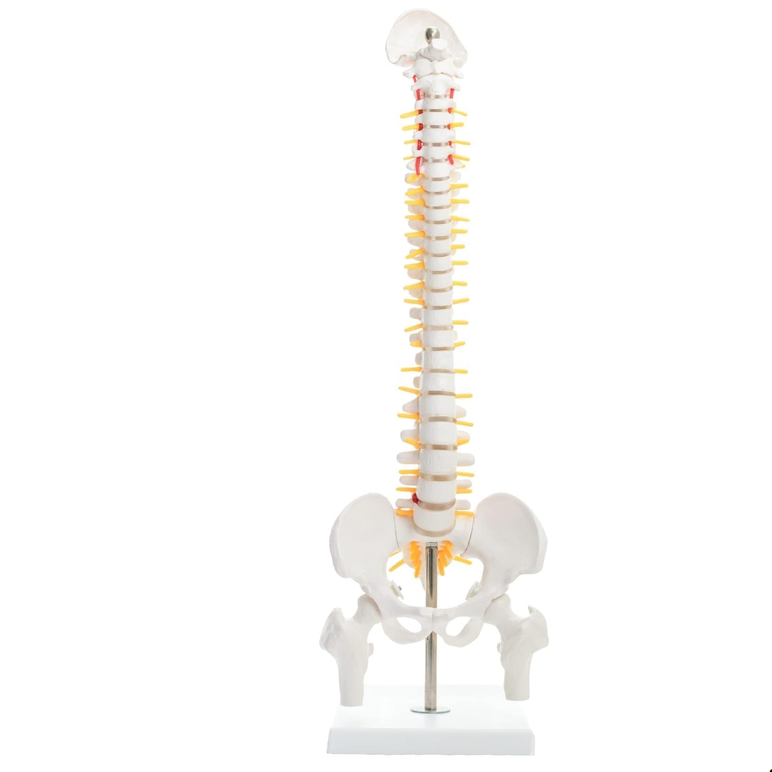 See full amazon price history chart for Kay Kay Industries Human Mini Spinal Column Model (Spinal/Vertebral Column Model) With Femur Head Kay Kay Industries Human Mini Spinal Column Model (Spinal/Vertebral Column Model) With Femur Head (B08QFH6WW3) Amazon Price History, Amazon Price Tracker