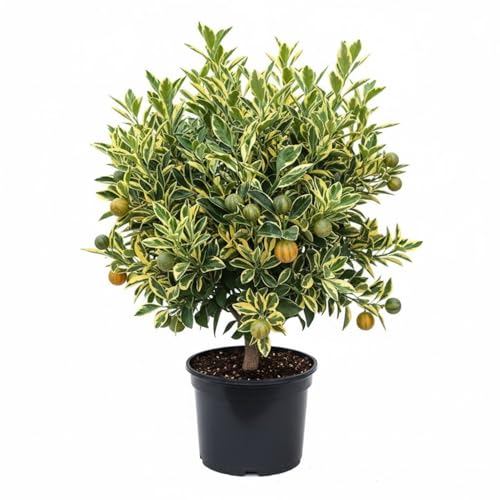 Variegated Kumquat Tree Live Plant in 3 Gallon Pot, Decorative Citrus Tree, Patio or Outdoor Planting