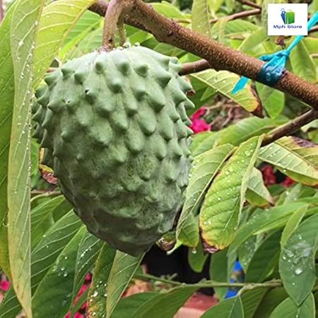 Mphmi Nurseryplant Annona atemoya, Lakshmana phal ( Grown through ) - Plant
