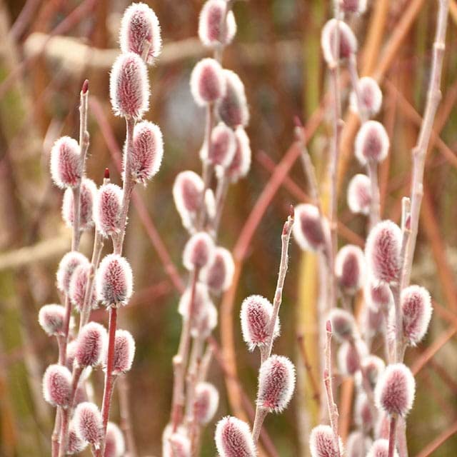 Amazon | 猫柳 苗 【ピンクネコヤナギ】 5号ポット苗 | 植木