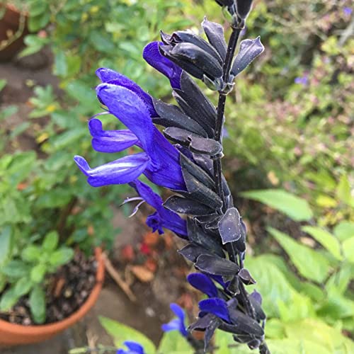 Salvia Guaranitica 'Black And Blue' Seeds Anise-Scented Sage Herbaceous Perennial Attract Hummingbirds Garden Bed Patio Outdoor 100Pcs Flower Seeds By Yegaol Garden #TOP4