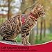 PUPTECK Adjustable Cat Harness and Leash Set Escape Proof Kitten Strap Collar for Walking Travel, Red