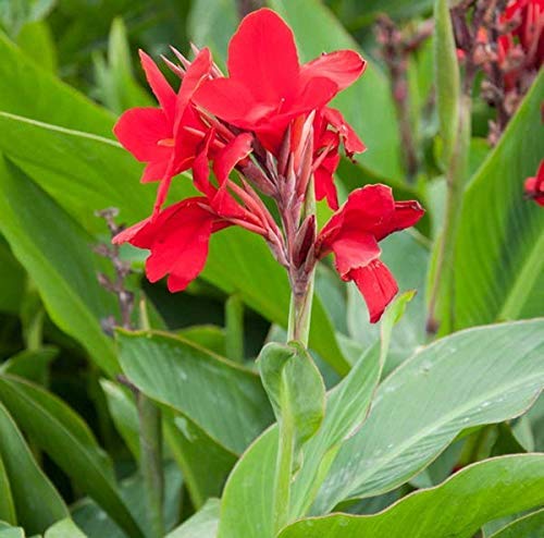 BHAJANLAL GREENERY® LIVE Red Canna/Canna Lily Charming Flower Plant With Pot (RED CHARMING FLOWER) (B08QVZZT1N) Amazon Price History, Amazon Price Tracker