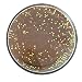 Berkley PowerBait Trout Bait - 50g Forellenteig, Farbe:Pellet