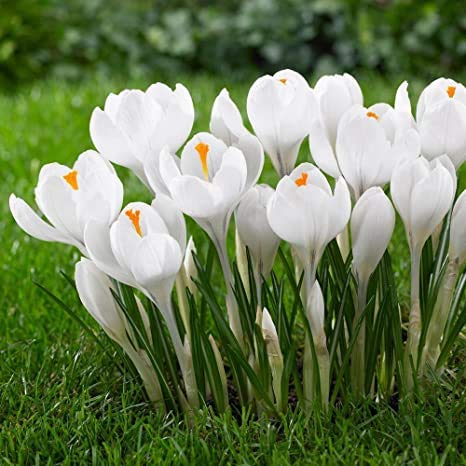 Radha Krishna Agriculture Crocus Saffron White Pretty & Aromatic Flower Bulb | pack of 1 Bulbs For Gardening. (B08F1V5H1R) Amazon Price History, Amazon Price Tracker