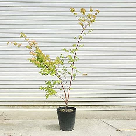 Amazon Co Jp 庭木 植木 サンゴカクもみじ 珊瑚閣 紅葉 自然樹形 佐川急便発送 Diy 工具 ガーデン