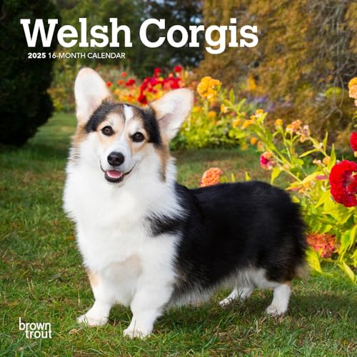 Welsh Corgis | 2025 7 x 14 Inch Monthly Mini Wall Calendar | BrownTrout | Animals Dog Breeds