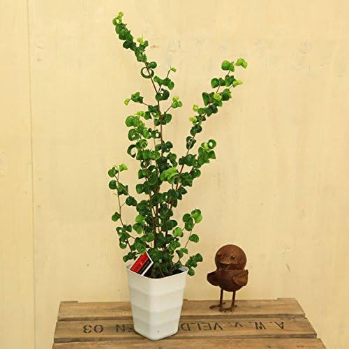 Amazon 観葉植物 フィカス ベンジャミン バロック 苗 観葉植物 オンライン通販