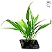 LUFFY Coco Philippines Java Fern: Live Aquatic Plant with 10+ Leaves : Provides a Natural Environment for Your Fish: Easy Care: Hardy Plant with Longevity: Bring more color
