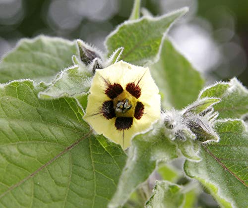 Physalis peruviana | Cape Gooseberry |Peruvian Ground Cherry|PohaBerry| 50_Seeds