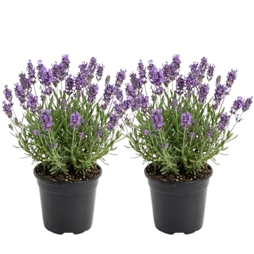 2 English Lavender Live Plant, 3" Pot, Fragrant Lavandula Angustifolia
