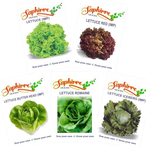 Image of Saphirre Seeds Easy to Grow 5 Lettuce Seeds Combo| Seeds for Home Garden| Lettuce Grand Rapid, Red (Lollo Rosso), Butter Head, Iceberg, Romaine| 1000+ Seeds| Best Gift for Gardeners (Seeds Combo Pack)