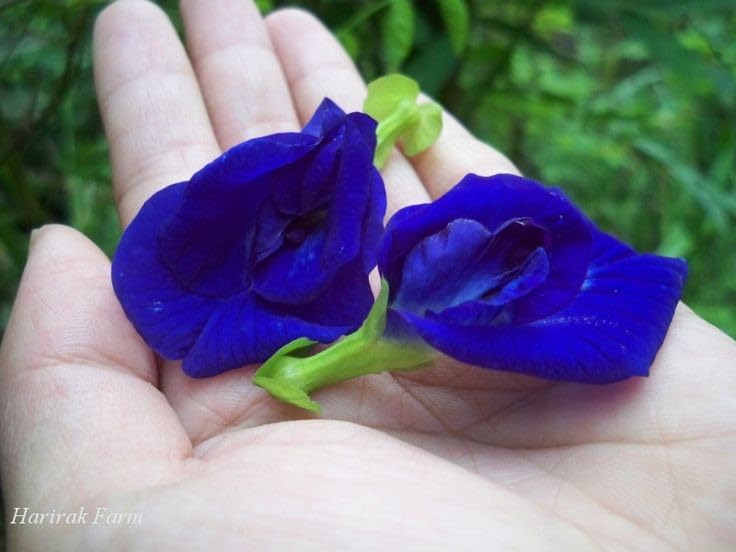 Butterfly Pea/Aprajita Flower Plant Seed Shankupushpam/Clitoria Ternatea/Blue Aparajita Flower Organic Seeds Blue Tea Butterfly Flower Seeds Plant Aprajita ka Plant Blue Seed (pack of 35+) (B0CZHDGY3Z) Amazon Price History, Amazon Price Tracker