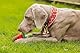 Beeztees Quick Cooler Meloenie, Hundehalsband, Rot, S