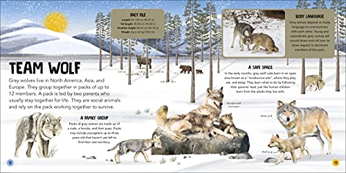 Animal Teams: How Amazing Animals Work Together in the Wild - Image 6