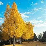 semillas de ginkgo 15pcs semillas de ginkgo 15pcs