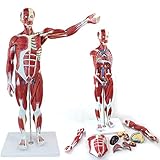 GKPLY Menschliches Muskelmodell mit oberflächlicher Muskelanatomie und -Struktur des Körpers, 27-teilige Muskelfigur in halber Lebensgröße zum Lernen und Lehren.