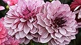 5: Dahlia tiene el significado de gratitud, frescura y novedad.