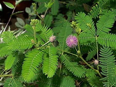 Mimosa Pudica, Touch me not, Chui MUI Live Plant with Pot